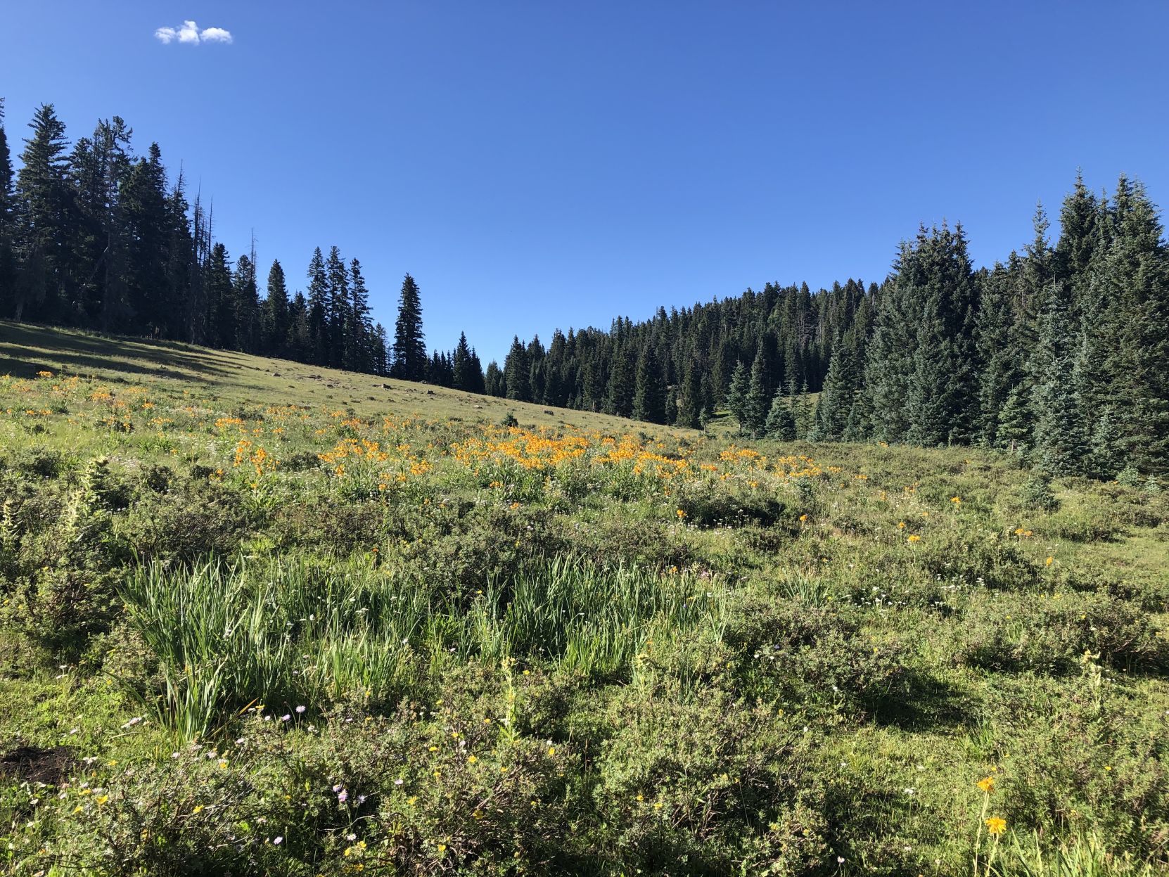 IMG_0562.jpeg